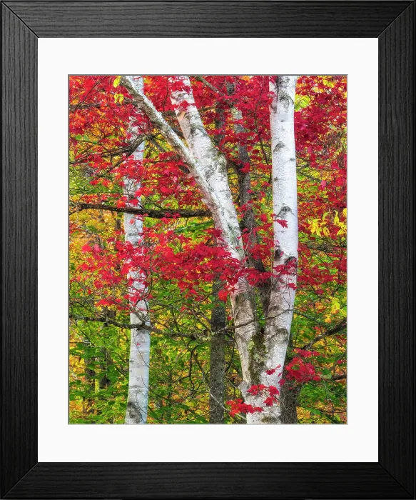 Framed Print : Birch trees in autumn, Groton State Forest, Vermont, USA Framed Print : Birch trees in autumn, Groton State Forest, Vermont, USA