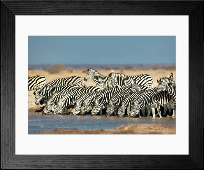 Framed Print : Herd of Zebra drinking at a waterhole, Nxai Pan National Park, Botswana Framed Print : Herd of Zebra drinking at a waterhole, Nxai Pan National Park, Botswana
