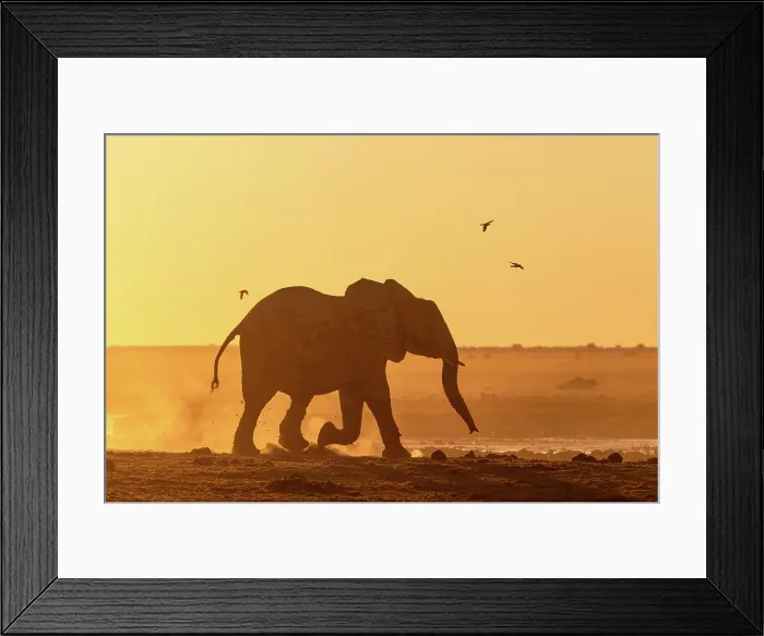 Framed Print : Elephant running in a dusty golden sunset at a waterhole, Nxai Pan National Park, Botswana Framed Print : Elephant running in a dusty golden sunset at a waterhole, Nxai Pan National Park, Botswana