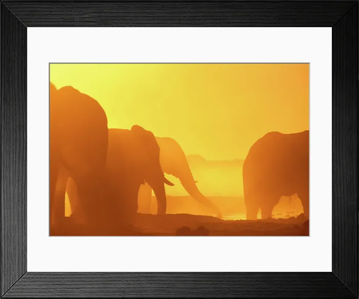 Framed Print : Herd of Elephant drinking in a dusty golden sunset at a waterhole, Nxai Pan National Park, Botswana Framed Print : Herd of Elephant drinking in a dusty golden sunset at a waterhole, Nxai Pan National Park, Botswana