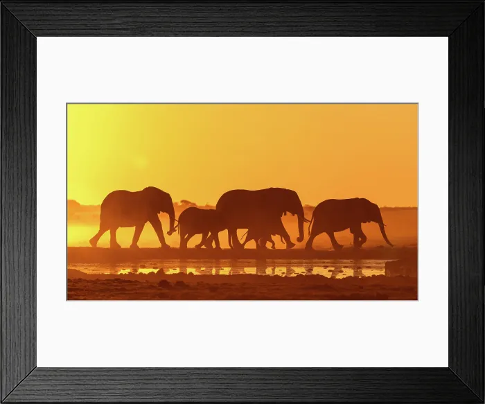 Framed Print : Herd of Elephant walking in a dusty golden sunset at a waterhole, Nxai Pan National Park, Botswana Framed Print : Herd of Elephant walking in a dusty golden sunset at a waterhole, Nxai Pan National Park, Botswana