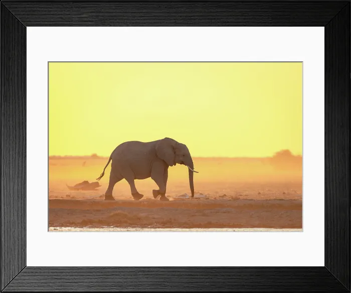 Framed Print : Elephant walking in a dusty golden sunset at a waterhole, Nxai Pan National Park, Botswana