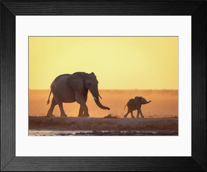 Framed Print : Elephant mother and calf walking in a dusty golden sunset at a waterhole, Nxai Pan National Park, Botswana Framed Print : Elephant mother and calf walking in a dusty golden sunset at a waterhole, Nxai Pan National Park, Botswana