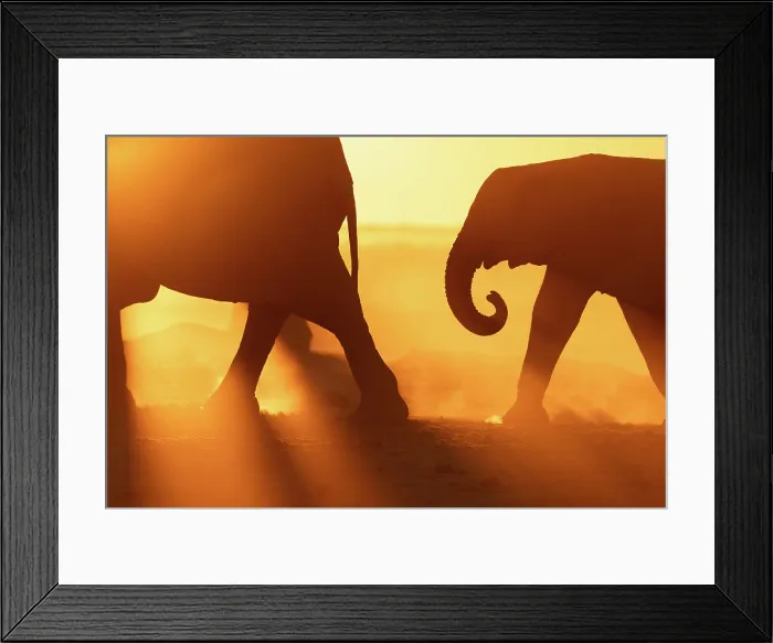 Framed Print : Elephant mother and calf walking in a dusty golden sunset at a waterhole, Nxai Pan National Park, Botswana Framed Print : Elephant mother and calf walking in a dusty golden sunset at a waterhole, Nxai Pan National Park, Botswana