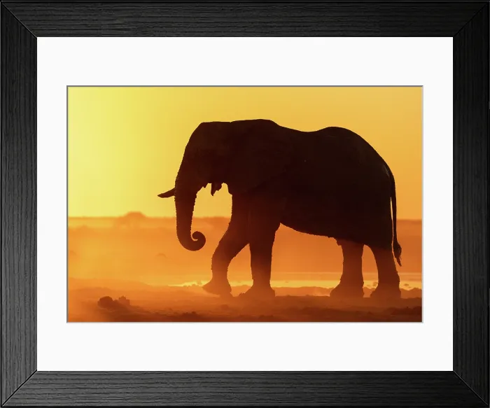 Framed Print : Elephant in a dusty golden sunset at a waterhole, Nxai Pan National Park, Botswana