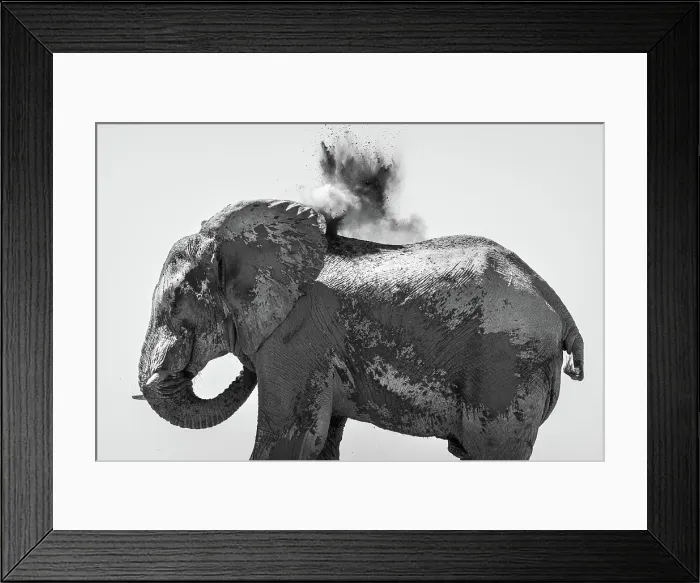 Framed Print : Elephant dust bathing, Nxai Pan National Park, Botswana Framed Print : Elephant dust bathing, Nxai Pan National Park, Botswana