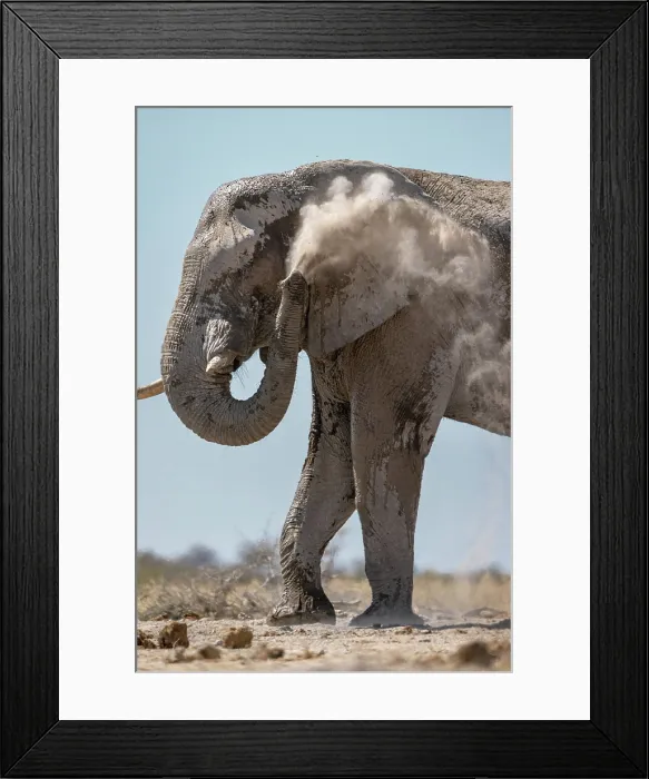 Framed Print : Elephant dust bathing, Nxai Pan National Park, Botswana Framed Print : Elephant dust bathing, Nxai Pan National Park, Botswana