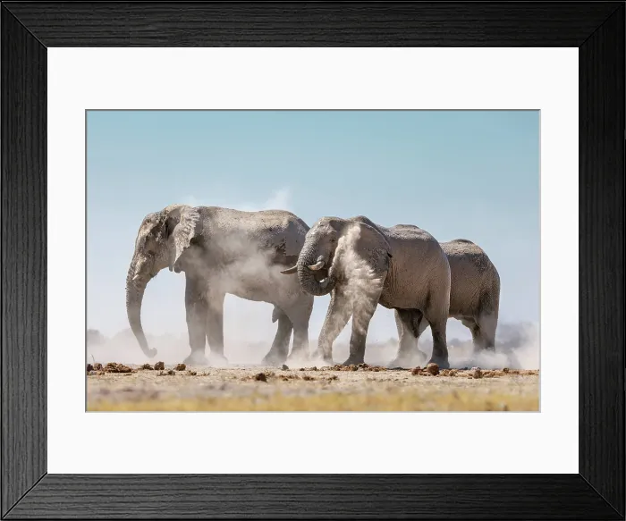 Framed Print : Elephant herd dust bathing, Nxai Pan National Park, Botswana Framed Print : Elephant herd dust bathing, Nxai Pan National Park, Botswana