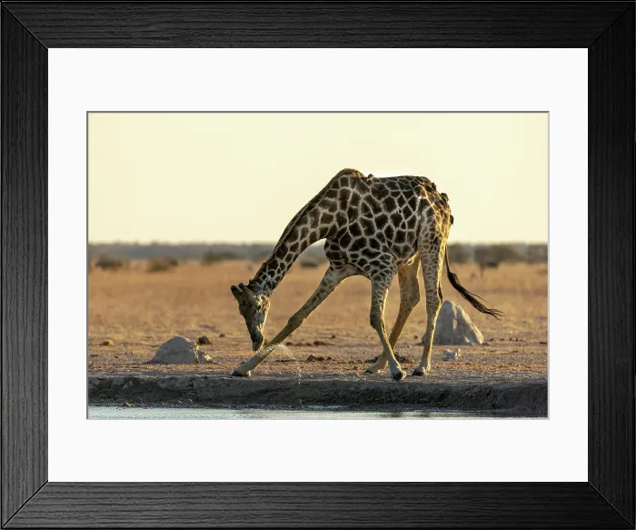 Framed Print : Giraffe Drinking at a waterhole, Nxai Pan National Park, Botswana Framed Print : Giraffe Drinking at a waterhole, Nxai Pan National Park, Botswana