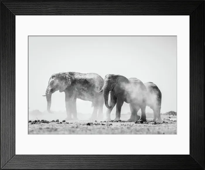 Framed Print : Elephant herd dust bathing, Nxai Pan National Park, Botswana Framed Print : Elephant herd dust bathing, Nxai Pan National Park, Botswana