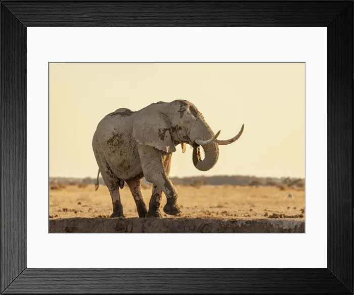 Framed Print : Big bull elephant drinking at a waterhole, Nxai Pan National Park, Botswana Framed Print : Big bull elephant drinking at a waterhole, Nxai Pan National Park, Botswana