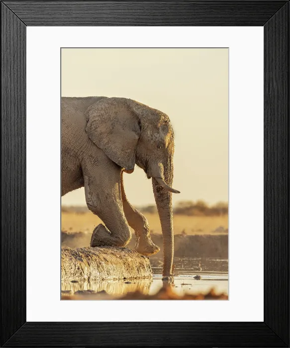 Framed Print : Elephant reaching for water at a waterhole, Nxai Pan National Park, Botswana Framed Print : Elephant reaching for water at a waterhole, Nxai Pan National Park, Botswana