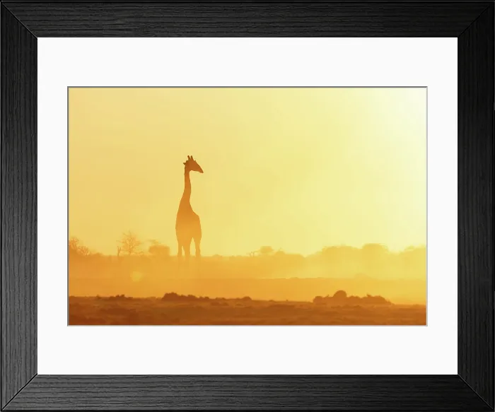 Framed Print : Giraffe in a dusty golden sunset at a waterhole, Nxai Pan National Park, Botswana Framed Print : Giraffe in a dusty golden sunset at a waterhole, Nxai Pan National Park, Botswana
