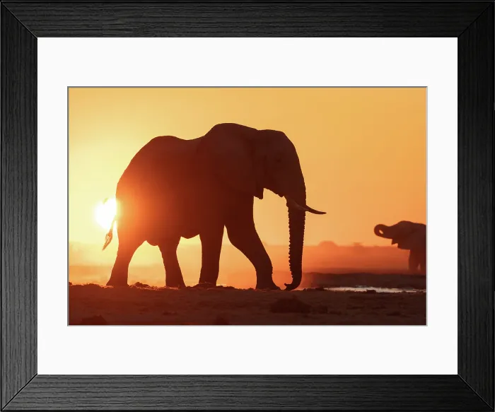 Framed Print : Elephant in a dusty golden sunset at a waterhole, Nxai Pan National Park, Botswana Framed Print : Elephant in a dusty golden sunset at a waterhole, Nxai Pan National Park, Botswana