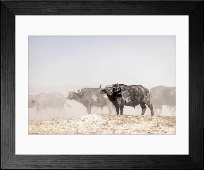 Framed Print : Herd of Buffalo at a waterhole, Nxai Pan National Park, Botswana Framed Print : Herd of Buffalo at a waterhole, Nxai Pan National Park, Botswana