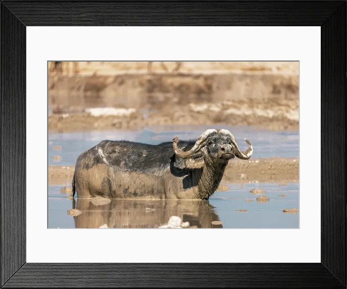 Framed Print : Buffalo bull in a muddy waterhole, Nxai Pan National Park, Botswana Framed Print : Buffalo bull in a muddy waterhole, Nxai Pan National Park, Botswana