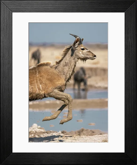 Framed Print : Kudu running in a muddy waterhole, Nxai Pan National Park, Botswana Framed Print : Kudu running in a muddy waterhole, Nxai Pan National Park, Botswana