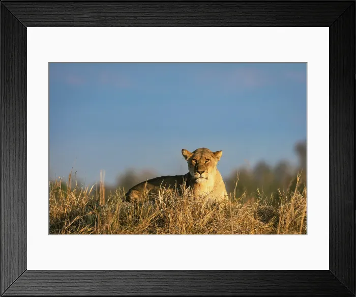 Framed Print : Lioness lying on a mound, Moremi Game Reserve, Okavango Delta, Botswana