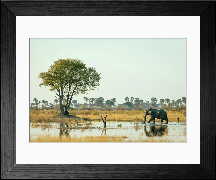 Framed Print : Elephant bull walking through water, Moremi Game Reserve, Okavango Delta, Botswana Framed Print : Elephant bull walking through water, Moremi Game Reserve, Okavango Delta, Botswana