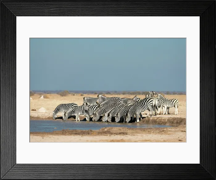 Framed Print : Herd of Zebra drinking at a waterhole, Nxai Pan National Park, Botswana Framed Print : Herd of Zebra drinking at a waterhole, Nxai Pan National Park, Botswana