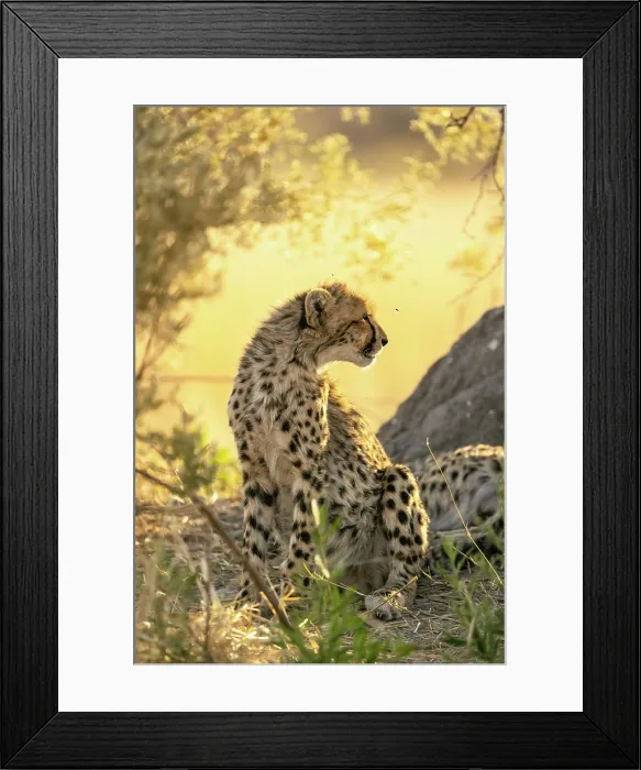 Framed Print : Cheetah cub portrait, Moremi Game Reserve, Okavango Delta, Botswana Framed Print : Cheetah cub portrait, Moremi Game Reserve, Okavango Delta, Botswana