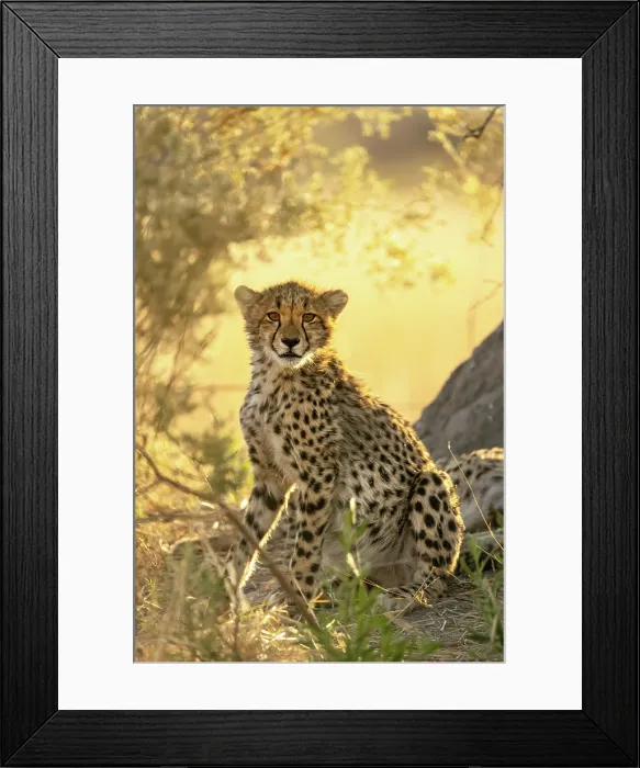 Framed Print : Cheetah cub portrait, Moremi Game Reserve, Okavango Delta, Botswana Framed Print : Cheetah cub portrait, Moremi Game Reserve, Okavango Delta, Botswana