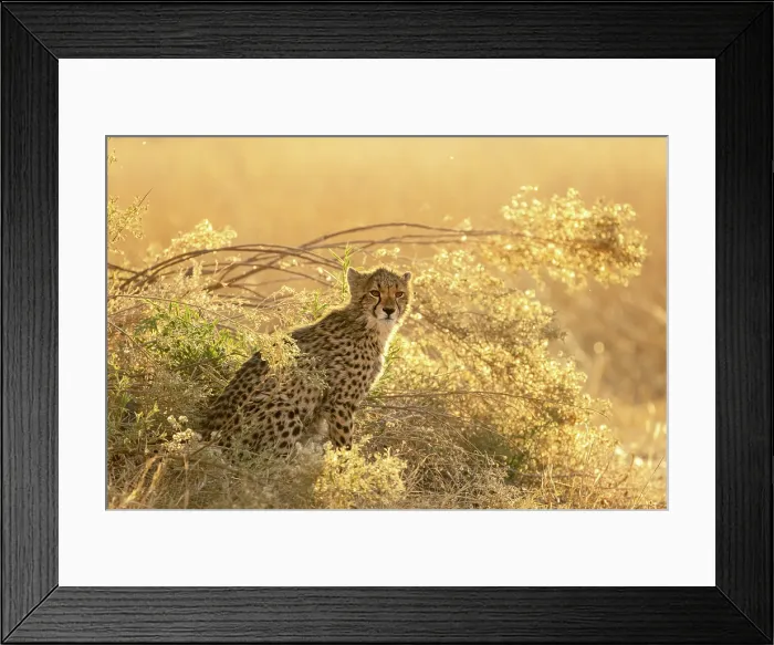 Framed Print : Cheetah cub in golden light, Moremi Game Reserve, Okavango Delta, Botswana
