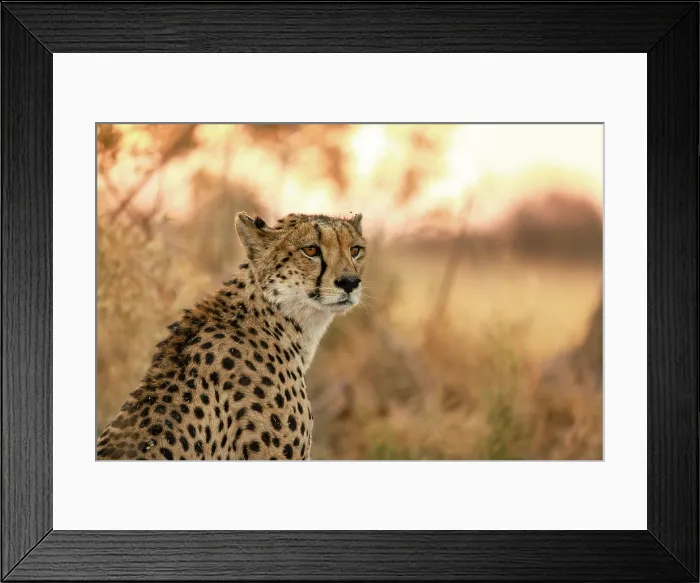 Framed Print : Cheetah mother on the alert, Moremi Game Reserve, Okavango Delta, Botswana