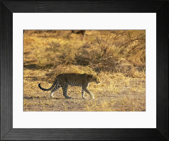 Framed Print : Leopard prowling, Moremi Game Reserve, Okavango Delta, Botswana Framed Print : Leopard prowling, Moremi Game Reserve, Okavango Delta, Botswana