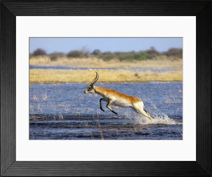 Framed Print : Red Lechwe jumping through water, Moremi Game Reserve, Okavango Delta, Botswana Framed Print : Red Lechwe jumping through water, Moremi Game Reserve, Okavango Delta, Botswana