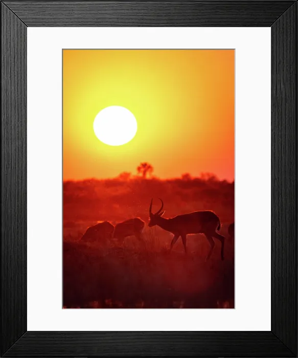 Framed Print : Red Lechwe herd silhouetted at dusk, Moremi Game Reserve, Okavango Delta, Botswana