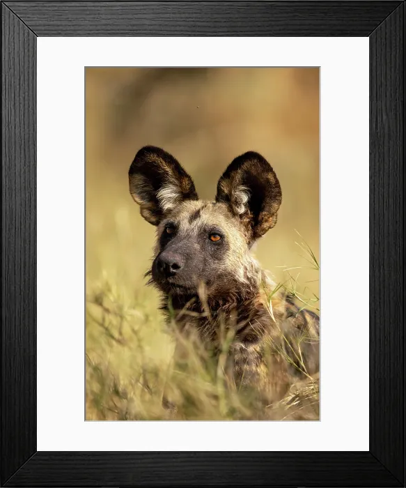 Framed Print : African Wild Dog lying in the grass, Moremi Game Reserve, Okavango Delta, Botswana Framed Print : African Wild Dog lying in the grass, Moremi Game Reserve, Okavango Delta, Botswana