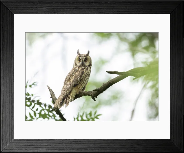 Framed Print : Long-eared Owl (Asio otus), adult perched in tree near Bratsigovo, Bulgaria, June 2024