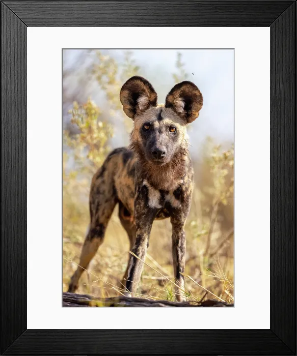 Framed Print : An inquisitve African Wild Dog, Moremi Game Reserve, Okavango Delta, Botswana Framed Print : An inquisitve African Wild Dog, Moremi Game Reserve, Okavango Delta, Botswana