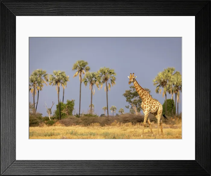 Framed Print : Giraffe walking through floodplains with palm trees in the background, Moremi Game Reserve, Okavango Delta, Botswana