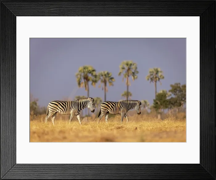 Framed Print : Zebra herd walking through floodplains with palm trees in the background, Moremi Game Reserve, Okavango Delta, Botswana Framed Print : Zebra herd walking through floodplains with palm trees in the background, Moremi Game Reserve, Okavango Delta, Botswana