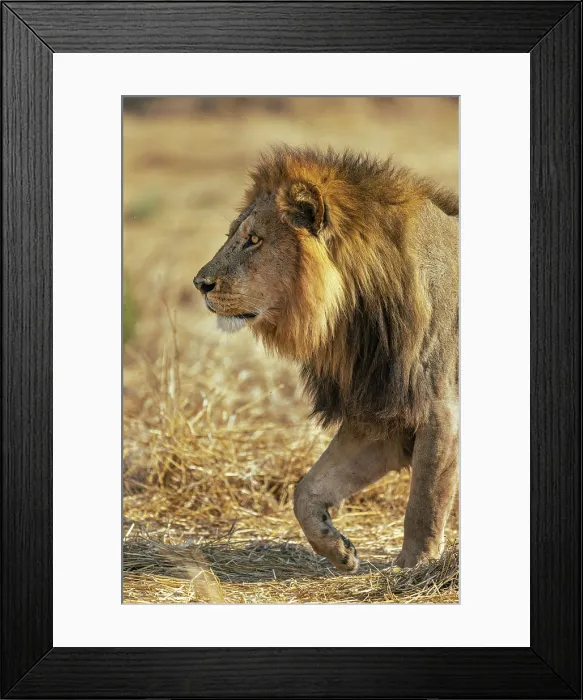 Framed Print : Male Lion walking with intent, Moremi Game Reserve, Okavango Delta, Botswana Framed Print : Male Lion walking with intent, Moremi Game Reserve, Okavango Delta, Botswana