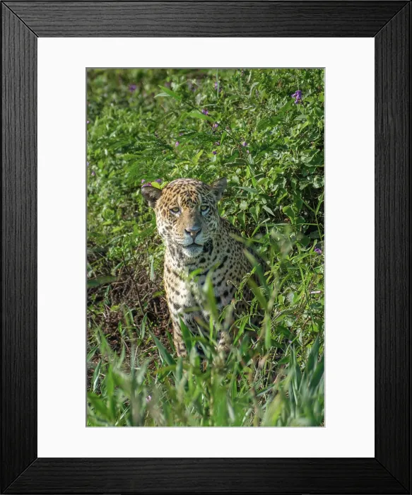 Framed Print : South America, Brazil, Mato Grosso, Pantanal; Jaguar (panthera onca) Framed Print : South America, Brazil, Mato Grosso, Pantanal; Jaguar (panthera onca)