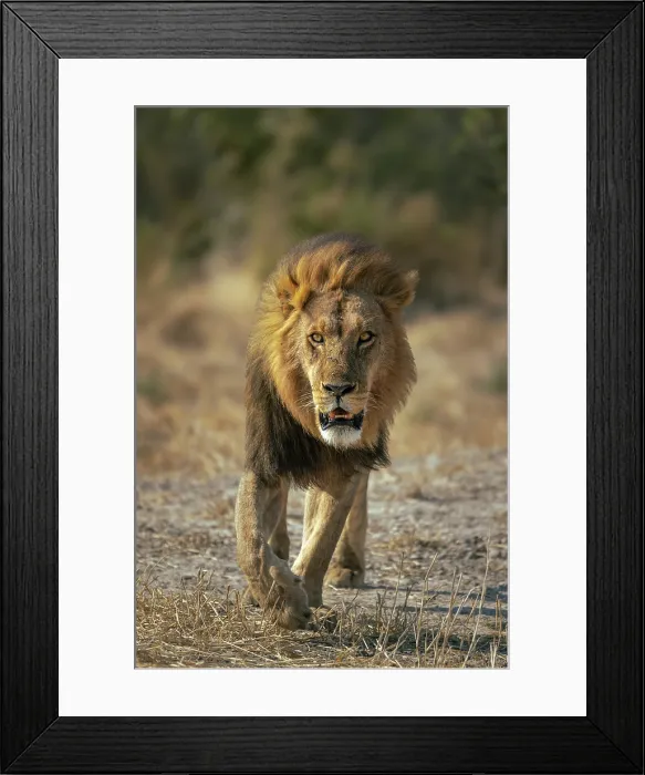 Framed Print : Male Lion walking with intent, Moremi Game Reserve, Okavango Delta, Botswana Framed Print : Male Lion walking with intent, Moremi Game Reserve, Okavango Delta, Botswana