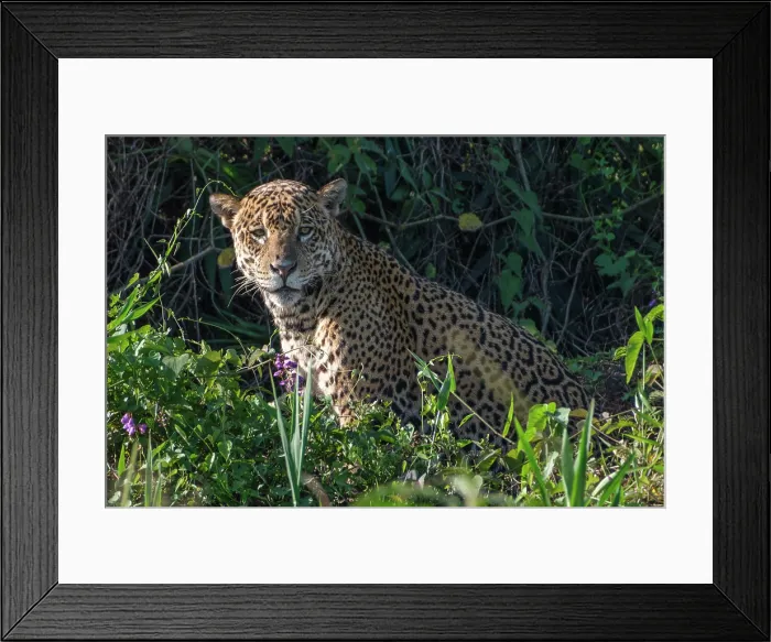 Framed Print : South America, Brazil, Mato Grosso, Pantanal; Jaguar (panthera onca)
