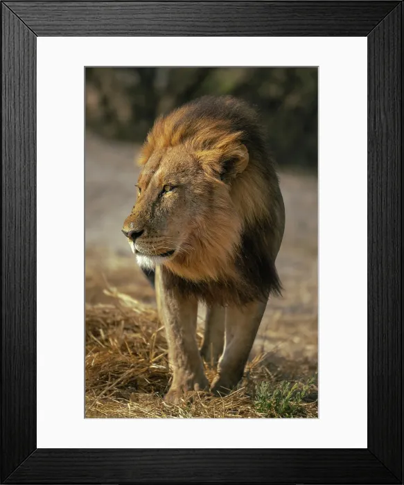 Framed Print : Male Lion walking with intent, Moremi Game Reserve, Okavango Delta, Botswana Framed Print : Male Lion walking with intent, Moremi Game Reserve, Okavango Delta, Botswana
