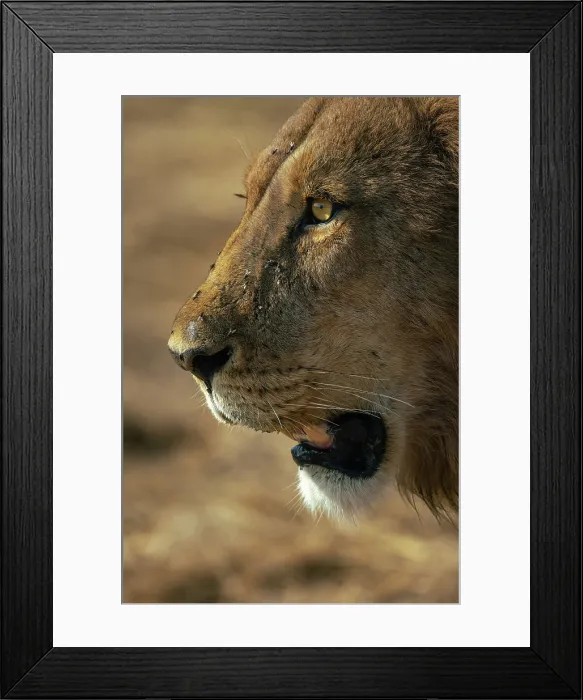 Framed Print : Male Lion walking with intent, Moremi Game Reserve, Okavango Delta, Botswana Framed Print : Male Lion walking with intent, Moremi Game Reserve, Okavango Delta, Botswana