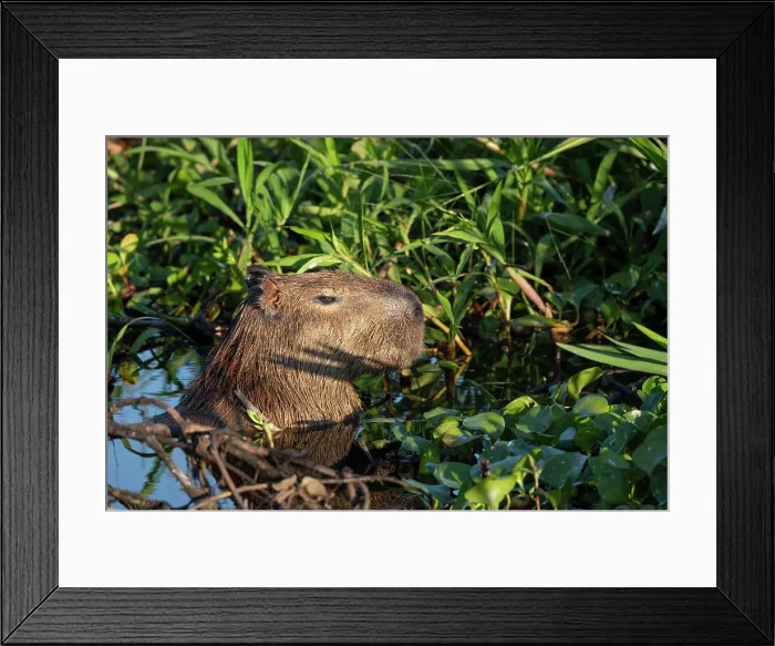 Framed Print : South America, Brazil, Mato Grosso, Pantanal Framed Print : South America, Brazil, Mato Grosso, Pantanal