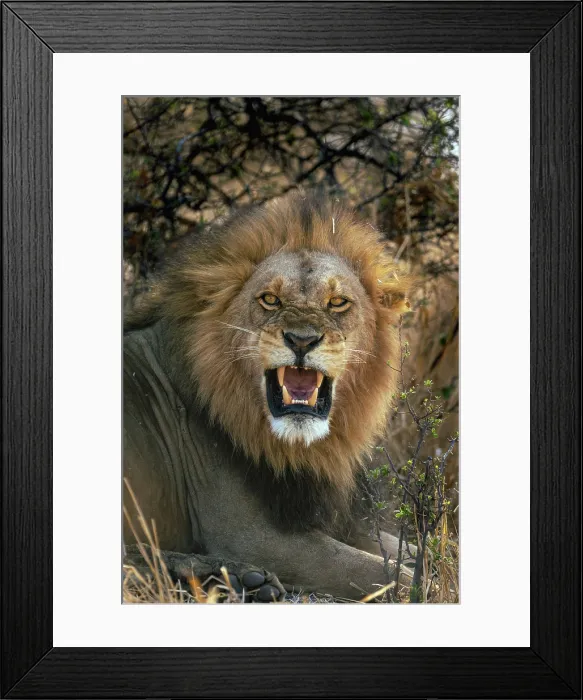 Framed Print : Male Lion showing aggression, Moremi Game Reserve, Okavango Delta, Botswana Framed Print : Male Lion showing aggression, Moremi Game Reserve, Okavango Delta, Botswana