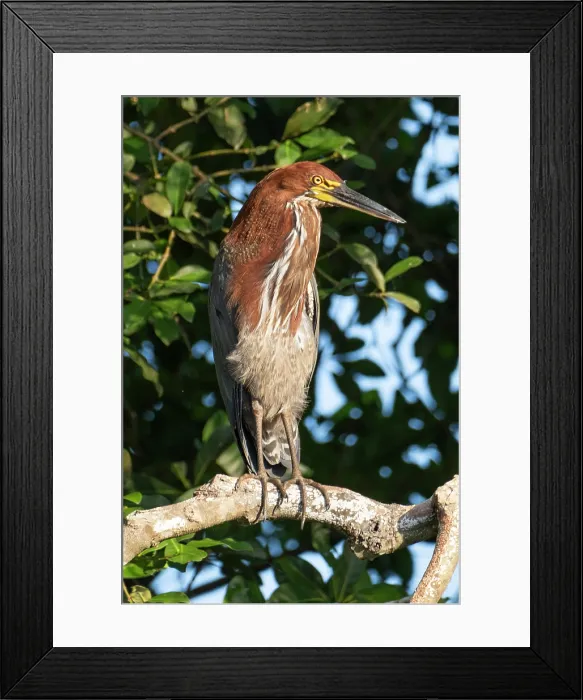 Framed Print : South America, Brazil, Mato Grosso, Pantanal Framed Print : South America, Brazil, Mato Grosso, Pantanal