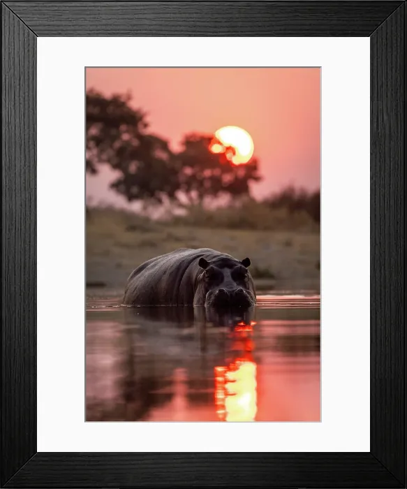 Framed Print : Hippo coming out of the water at sunset, Moremi Game Reserve, Okavango Delta, Botswana Framed Print : Hippo coming out of the water at sunset, Moremi Game Reserve, Okavango Delta, Botswana
