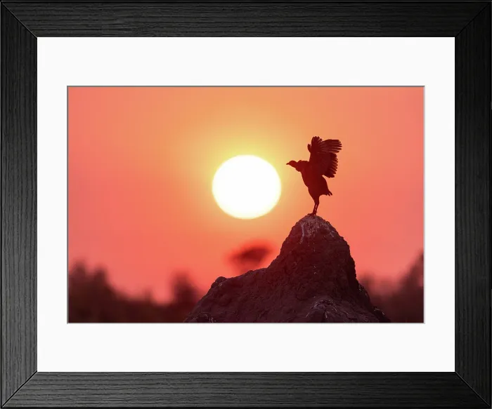 Framed Print : Spurfowl stretching its wings at sunrise, Moremi Game Reserve, Okavango Delta, Botswana Framed Print : Spurfowl stretching its wings at sunrise, Moremi Game Reserve, Okavango Delta, Botswana
