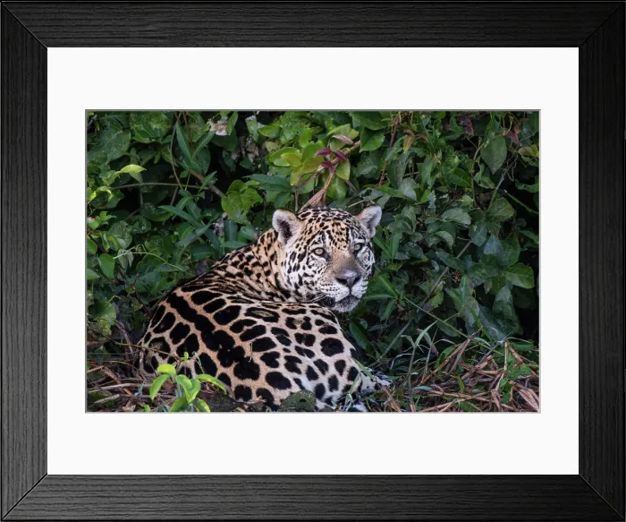 Framed Print : South America, Brazil, Mato Grosso, Pantanal; Jaguar (panthera onca) Framed Print : South America, Brazil, Mato Grosso, Pantanal; Jaguar (panthera onca)