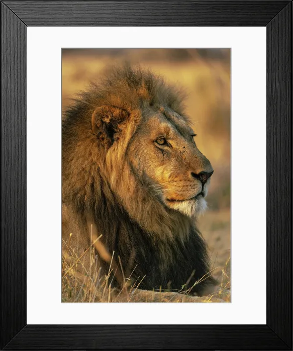 Framed Print : Male Lion portrait, Moremi Game Reserve, Okavango Delta, Botswana Framed Print : Male Lion portrait, Moremi Game Reserve, Okavango Delta, Botswana