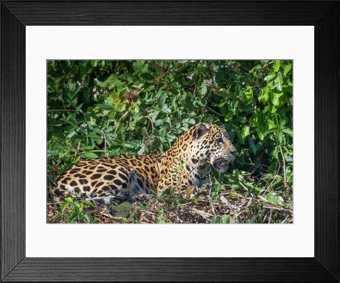 Framed Print : South America, Brazil, Mato Grosso, Pantanal; Jaguar (panthera onca) Framed Print : South America, Brazil, Mato Grosso, Pantanal; Jaguar (panthera onca)